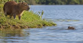 Por que a capivara entra na água quando percebe algum perigo e quanto tempo ela consegue ficar escondida?