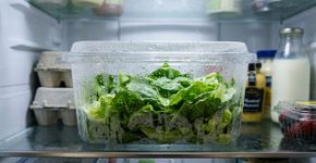 Por que algumas folhas de verduras estragam mais rápido quando são guardadas molhadas