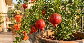 A árvore frutífera de pequeno porte que pode ser cultivada em vasos grandes e chama atenção pelas flores ornamentais antes mesmo da chegada dos frutos