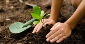 Aprenda a fazer o ‘jardim escolar amigável’ para quem tem asma