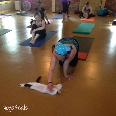 Durante a aula, os alunos praticam ioga ao lado de gatos (Homeward Bound Pet Shelter)