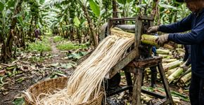 Cada hectare de bananeiras deixa 220 toneladas de tronco no campo, e as fábricas brasileiras já estão transformando essa fibra em material para roupas, papel e embalagens de frutas.