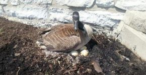 O ninho da mãe ganso pegou fogo, mas mesmo assim ela se recusou a deixar seus ovos