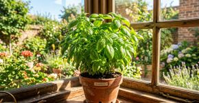 Na Espanha, para o manjericão durar anos: O macete não é o sol, mas nunca deixar a planta florir para as folhas não ficarem amargas