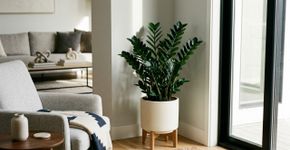 Zamioculca: 5 vantagens de ter essa planta em casa e como estimular novos brotos rapidamente