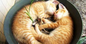 Gatos-plantas: bichanos e suas manias de entrarem em qualquer lugar