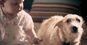 Curta mostra o que acontece com cães quando donos se tornam pais