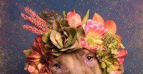 Pit bulls hippies se tornam tema de ensaio fotográfico