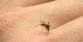 Aplicativo gratuito te ajuda a manter os mosquitos longe
