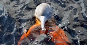 Nova espécie de golfinho é descoberta no rio Araguaia
