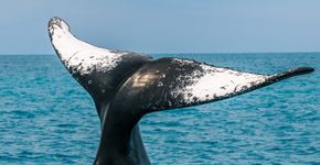 Observação das baleias atrai turistas para a costa baiana