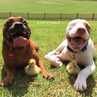 Cães resgatados 'adotam' dois patinhos abandonados