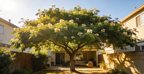 A planta perfeita pra quem quer sombra constante, flores delicadas e quase nenhuma folha no chão