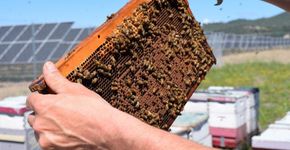 Foto: (OldSol Apiaries/Divulgação)