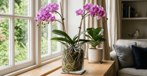 Para a orquídea durar anos: o truque não é a rega, mas esse cuidado com muitos esquecem