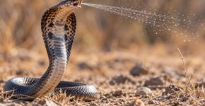 Nem todas as cobras precisam morder para atacar: algumas conseguem lançar veneno diretamente nos olhos de quem se aproxima