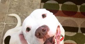 Cão abandonado tem dia de passeio e não consegue parar de sorrir