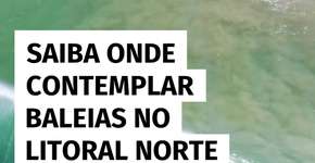 Descubra onde observar baleias no litoral norte de SP