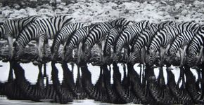 Sebastião Salgado em projeto com fotos e documentário
