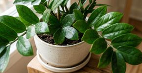 Regar uma planta murcha imediatamente pode piorar o problema: especialistas britânicos alertam que o excesso de água também provoca murcha e recomendam conferir a umidade do substrato antes de molhar novamente