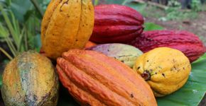 Cacau: como a fruta mais amada do mundo é transformada em chocolate