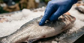 Comprar peixe com a carne mais clara ou mais escura: a cor sozinha não revela o frescor, e o cheiro suave e a firmeza dizem mais