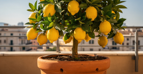 O pedacinho de “sol mediterrâneo” que perfuma a casa toda e dá um toque gourmet na rotina