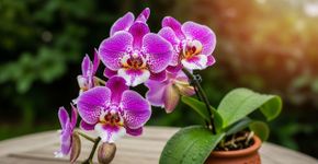 Faça a orquídea voltar a florescer usando um ingrediente caseiro na rega quinzenal
