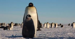 Câmeras revelam vida secreta dos pinguins da Antártida