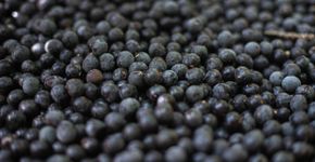 Foto: (Leonardo Benone/istock)
