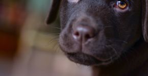 Abrigo virtual reúne animais atingidos por tragédia de Brumadinho