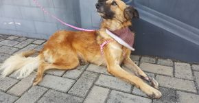 Eventos promovem adoção de pets com deficiência