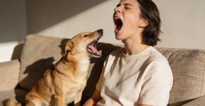 O mistério resolvido do bocejo contagioso em cães e sua ligação real com a empatia