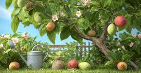 Árvore que floresce na primavera e volta a dar frutos no fim do verão