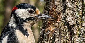 Se você ouvir pica-paus batendo nos troncos ou no bosque durante o dia, nós lhe contamos o que isso significa e por que é um bom sinal
