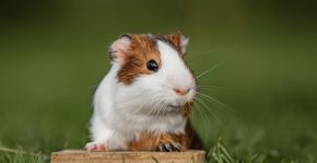 Porquinho-da-índia: 7 curiosidades que você precisa conhecer