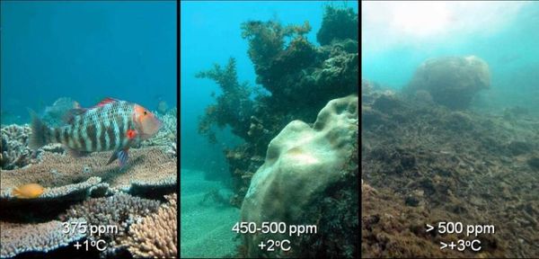 Enquanto os oceanos estão enchendo, eles também estão esquentando e se tornando mais ácidos.