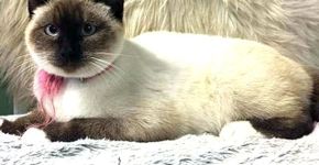 Foto: (Effingham County Animal Shelter)