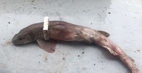 Peixe morre após ficar preso em peça de Lego no Reino Unido