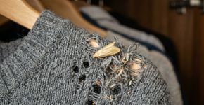Como prevenir traças no guarda-roupas: 3 soluções naturais e caseiras