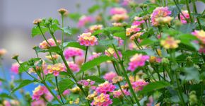 Foto: (magicflute002/istock)