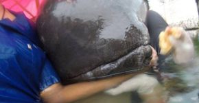 Mais um animal morreu após engolir lixo plástico nos oceanos