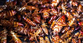 Foto: (Shutterstock/pitagchai)