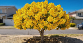 A árvore que virou tendência nas calçadas urbanas porque floresce por meses, suporta o calor intenso e não costuma danificar o piso