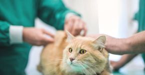 Veterinários gratuitos e populares em São Paulo