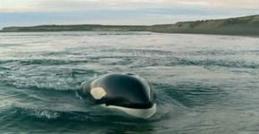 Na península Valdés, a incrível história da amizade entre um guarda-fauna e as orcas