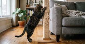 Seu gato arranha um sofá e ignora completamente o arranhador caro? Talvez você tenha comprado o modelo certo no formato errado