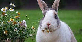 Foto: (A Beijeman/Pixabay)
