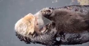 Fofura: Mamãe lontra coloca filhote para ninar dentro d’água