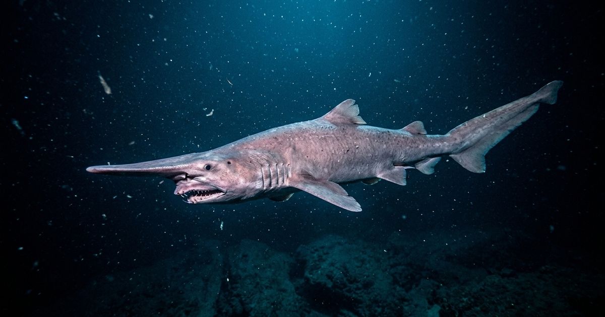 Cientistas capturaram imagens raras de um tubarão “fóssil vivo” a quase 700 metros de profundidade, algo inédito nas águas remotas do Pacífico